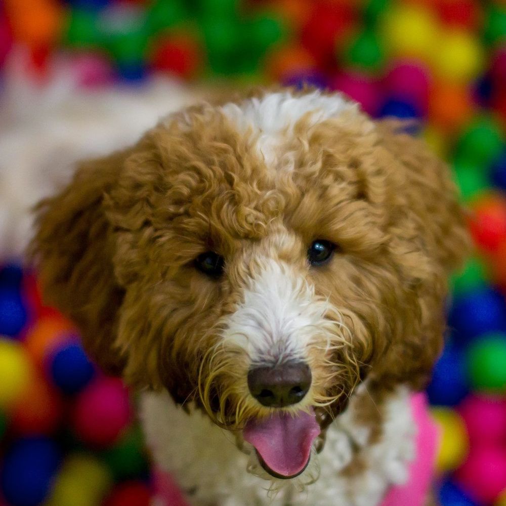 Meet your Posher, Lore